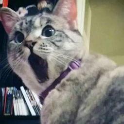 娱乐吃瓜酱和猫,揭秘娱乐圈的萌宠日常