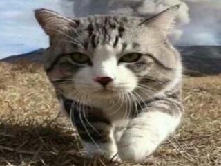 娱乐吃瓜酱和猫,揭秘娱乐圈的萌宠日常